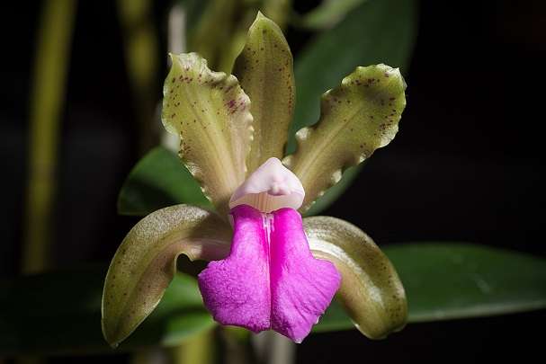 Image Name Cattleya bicolor 1