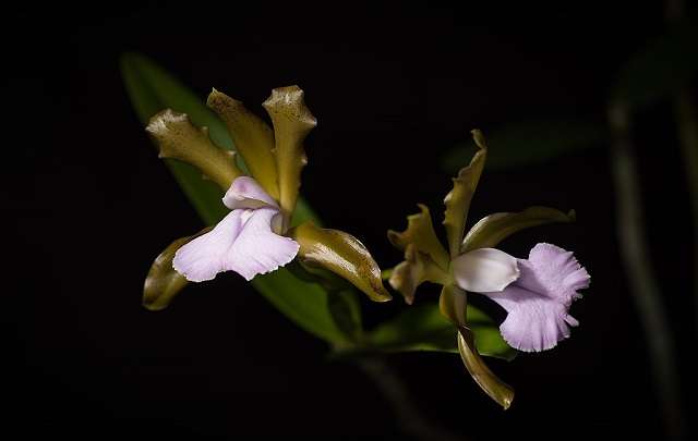 Image Name Cattleya bicolor 3