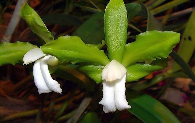 Image Name Cattleya bicolor alba