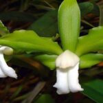Cattleya Bicolor – How to Care for Them (Step by Step)