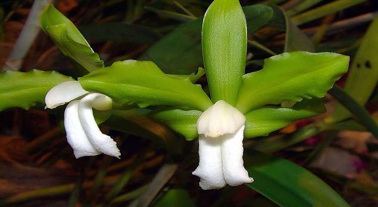 Cattleya bicolor – featured image