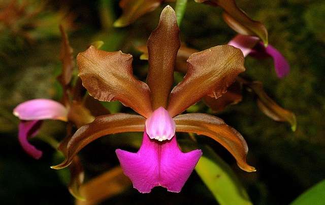 Image Name Cattleya bicolor