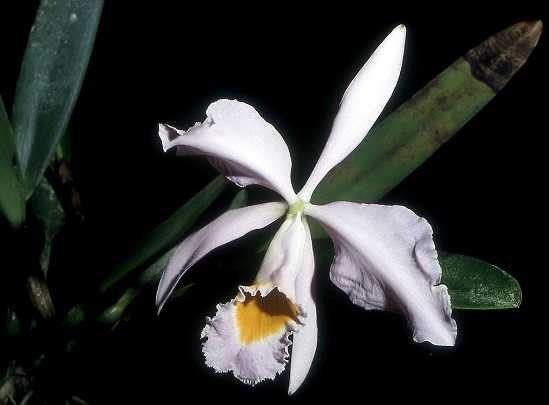 Image Name Cattleya eldorado