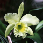 Cattleya Orchids Care: Complete 7-Step Care Guide