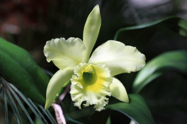 Cattleya-featured Cattleya Orchids Care: Complete 7-Step Care Guide