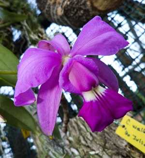 Image Name Cattleya gardneriana