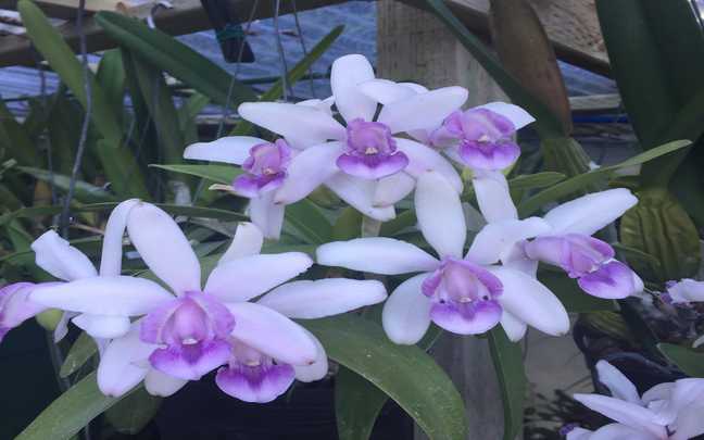 Image Name Cattleya intermedia 10