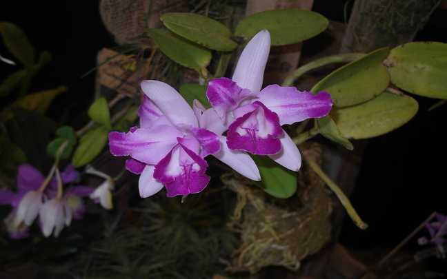 Image Name Cattleya intermedia 3