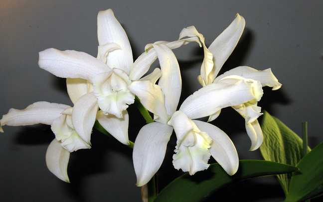 Image Name Cattleya intermedia 4