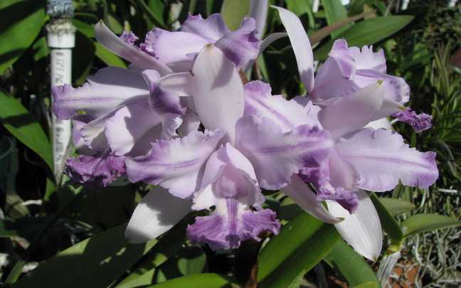 Image Name Cattleya intermedia 5