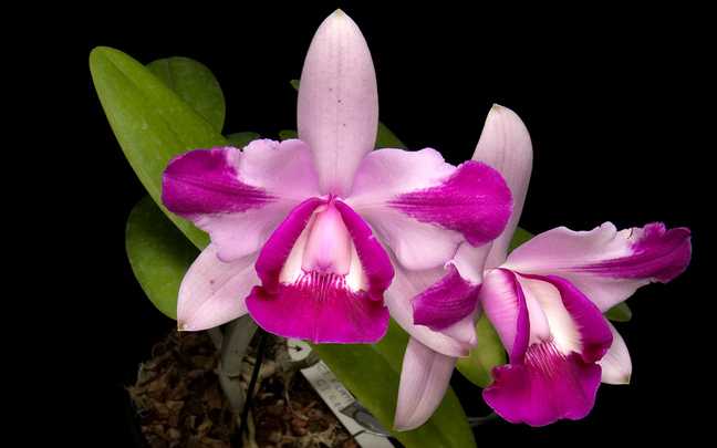 Image Name Cattleya intermedia 6