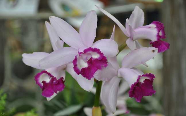 Image Name Cattleya intermedia 8