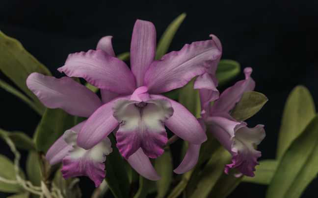 Image Name Cattleya intermedia 9
