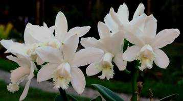 Image Name Cattleya intermedia alba