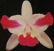 Image Name Cattleya intermedia aquinii