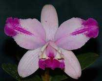 Image Name Cattleya intermedia flamea