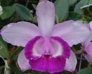 Image Name Cattleya intermedia orlata