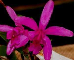 Image Name Cattleya intermedia sanguinea