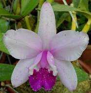 Image Name Cattleya intermedia tipo