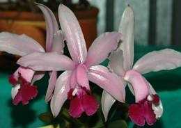 Image Name Cattleya intermedia vinicolor