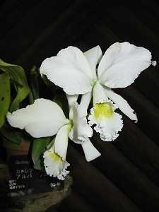 Image Name Cattleya labiata alba