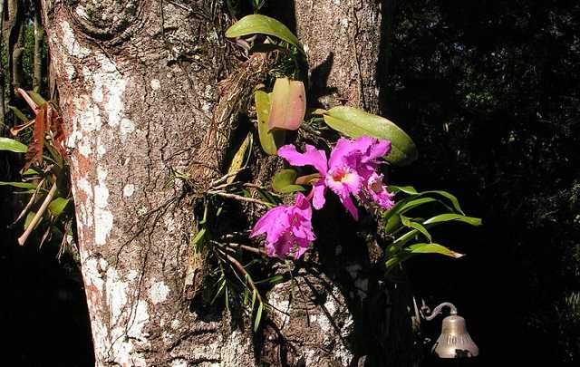 Image Name Cattleya labiata habitat