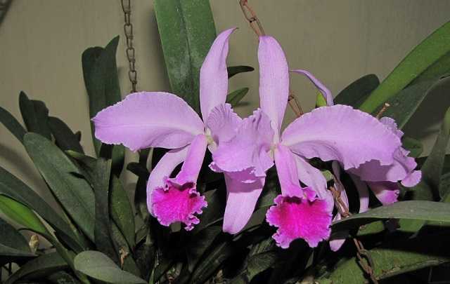 Image Name Cattleya labiata