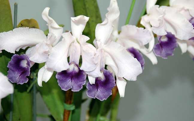 Image Name Cattleya lawrenceana