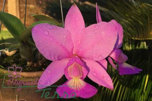 Image Name Cattleya nobilior 2