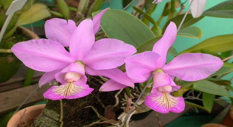 Cattleya nobilior – featured image