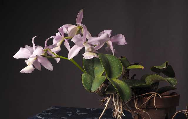 Image Name Cattleya nobilior
