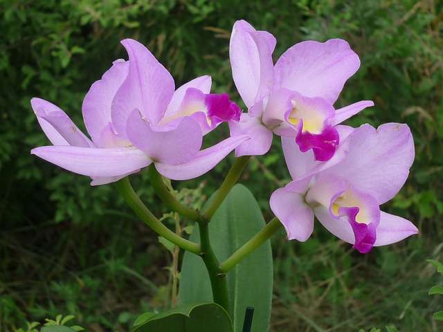 Image Name Cattleya orchid 02 1