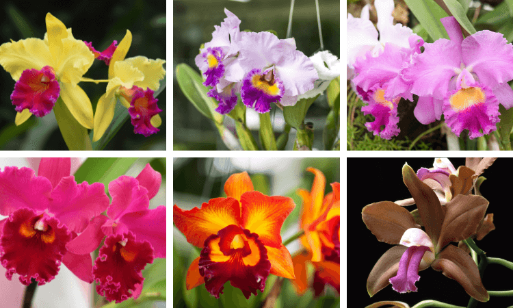 Image Name Cattleya orchid