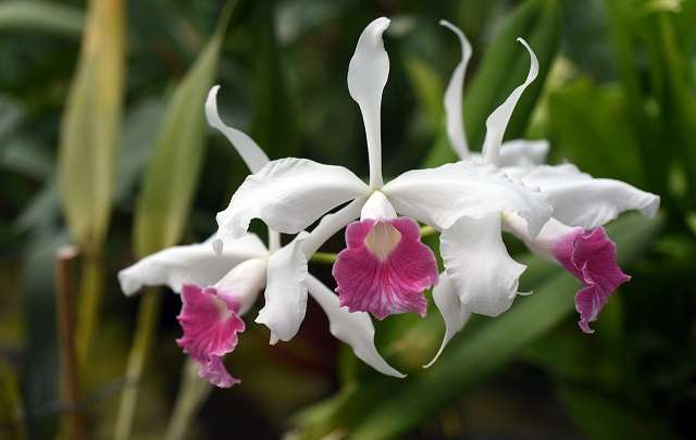 Image Name Cattleya purpurata 2