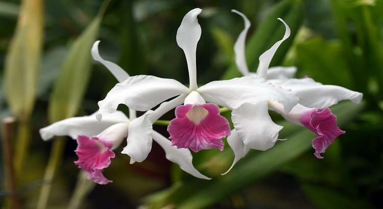 Cattleya-purpurata-featured image