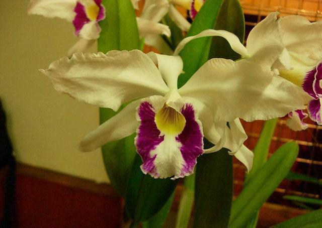 Image Name Cattleya purpurata oculata