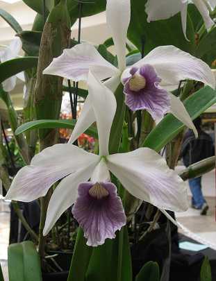 Image Name Cattleya purpurata