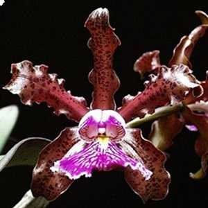 Image Name Cattleya schilleriana 2