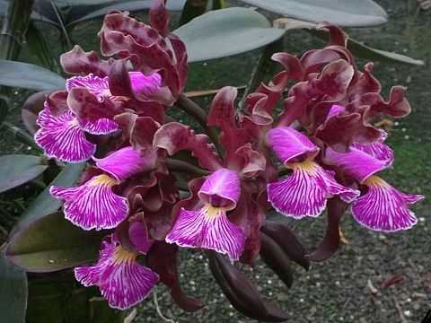 Image Name Cattleya schilleriana 3