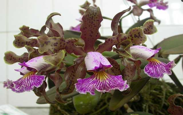 Image Name Cattleya schilleriana