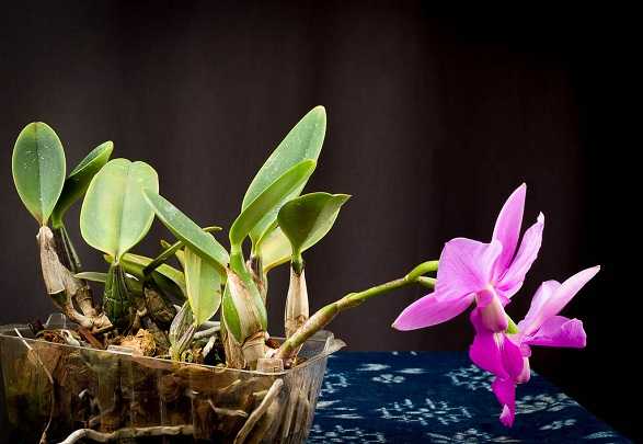Image Name Cattleya walkeriana 1