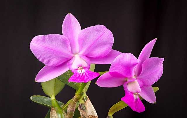 Image Name Cattleya walkeriana 2