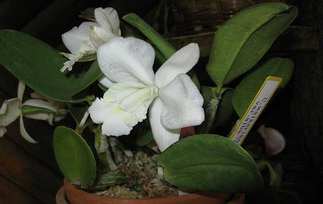 Image Name Cattleya walkeriana 3