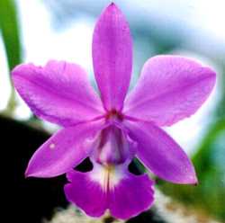 Image Name Cattleya walkeriana 4