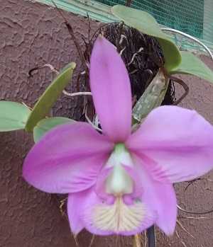 Image Name Cattleya walkeriana 5