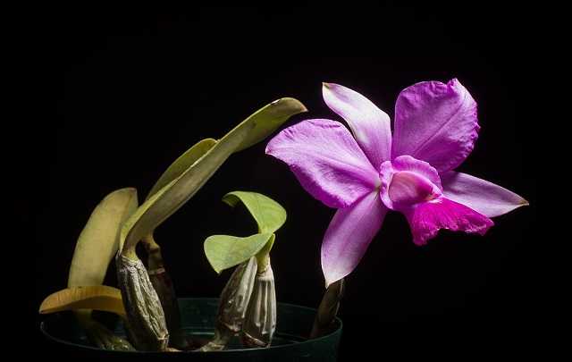 Image Name Cattleya walkeriana 6