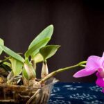 Cattleya Walkeriana - How to Care in 7 Simple Steps