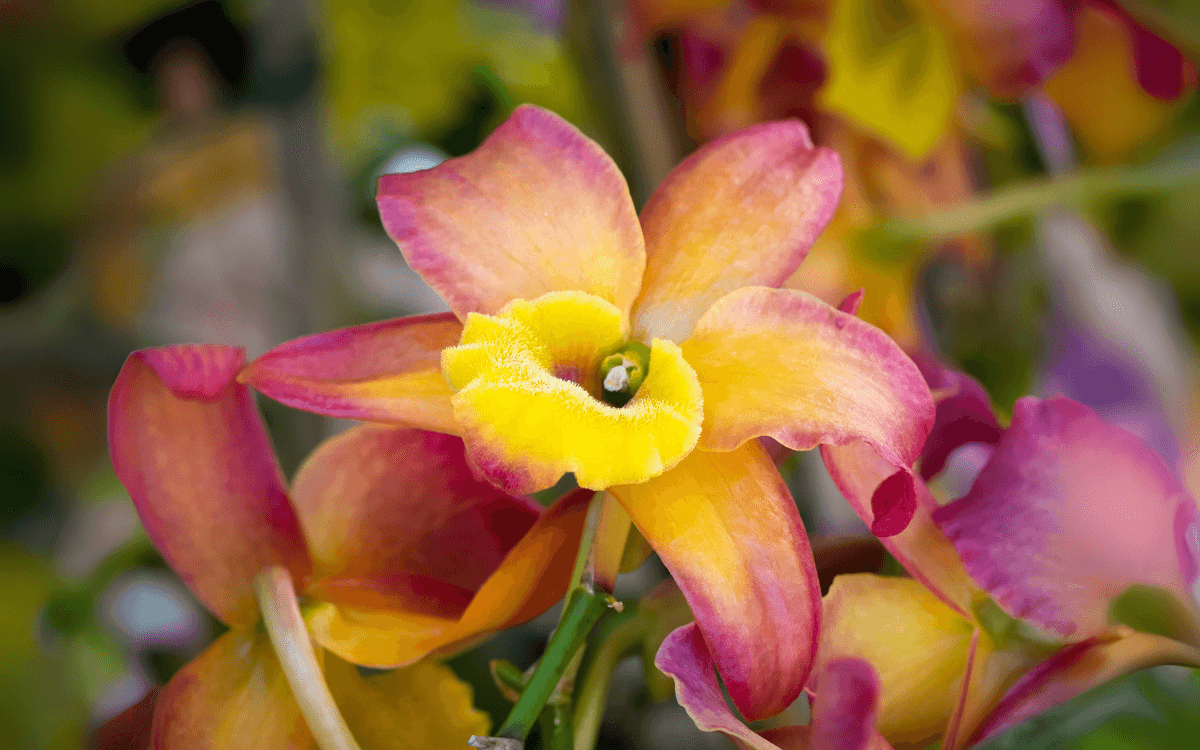 Cattleya with pink and yellow flower