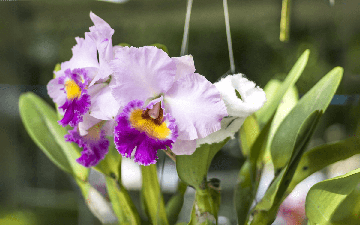 Cattleya with white flowers