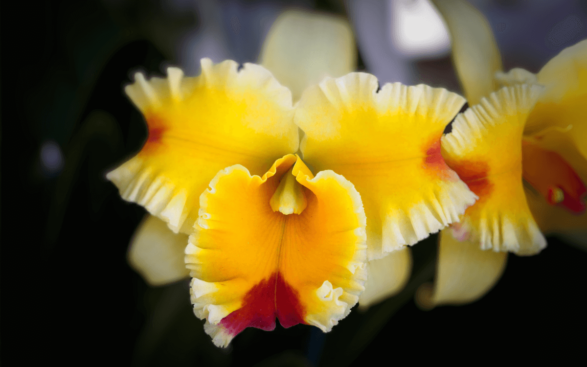 Cattleya with yellow and white flower
